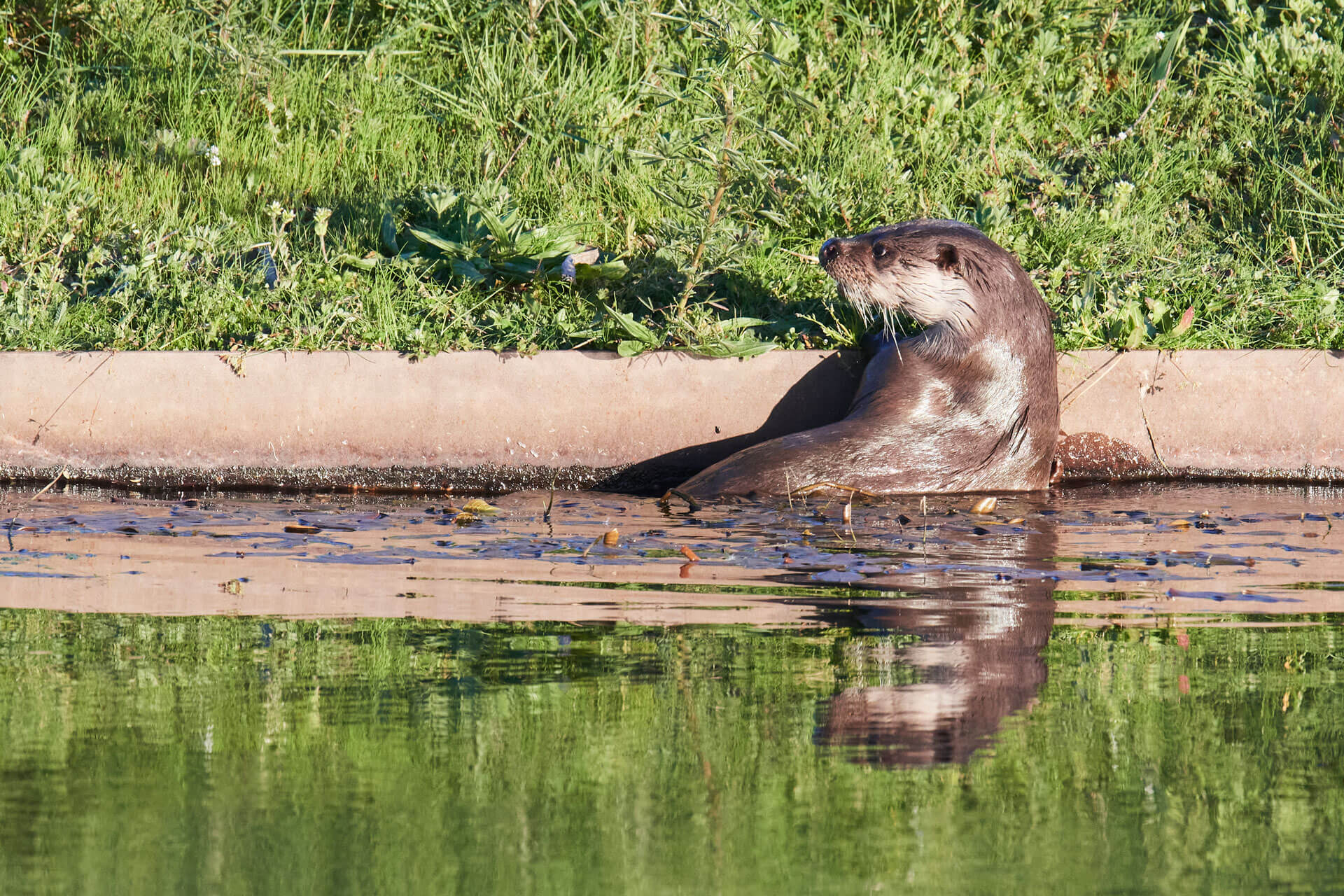  Lontra europeia