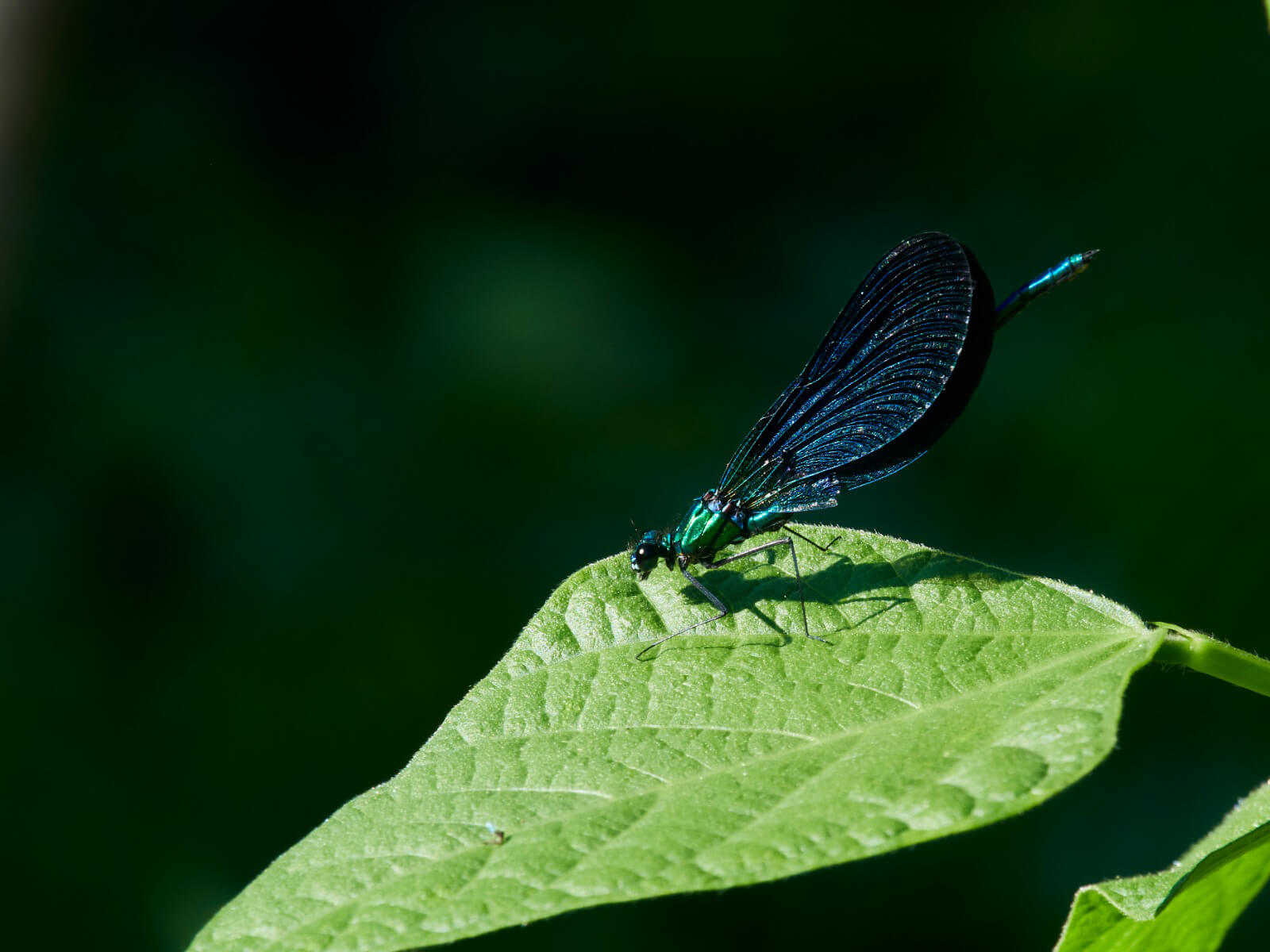 Gaiteiro azul