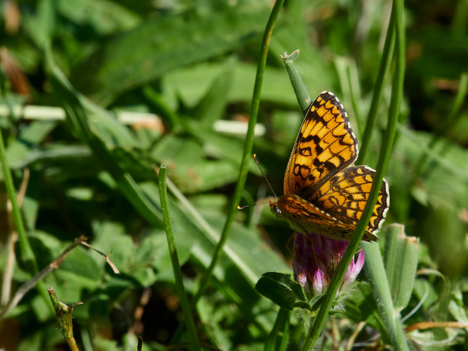 Borboleta