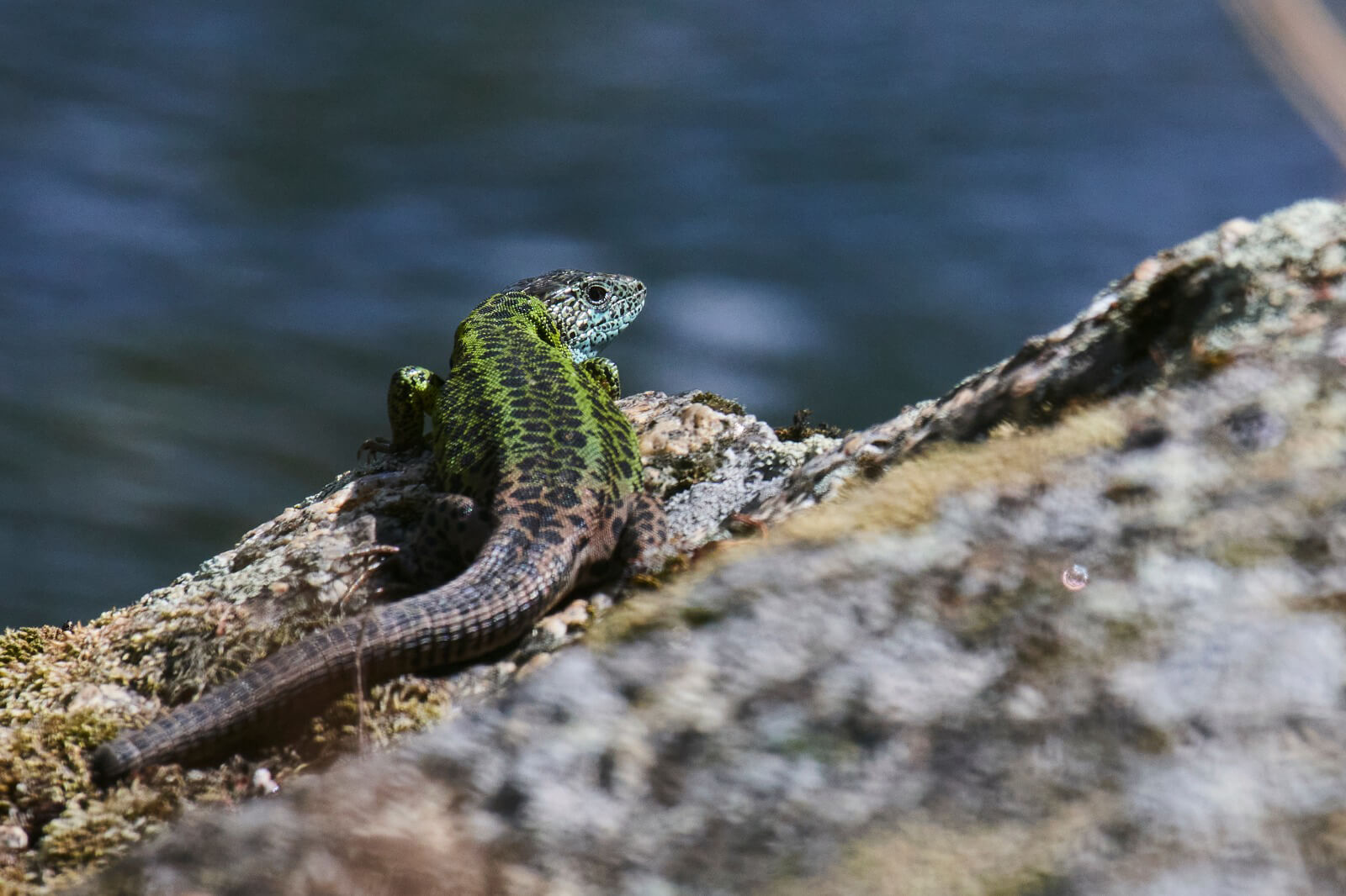 Lacerta viridis 