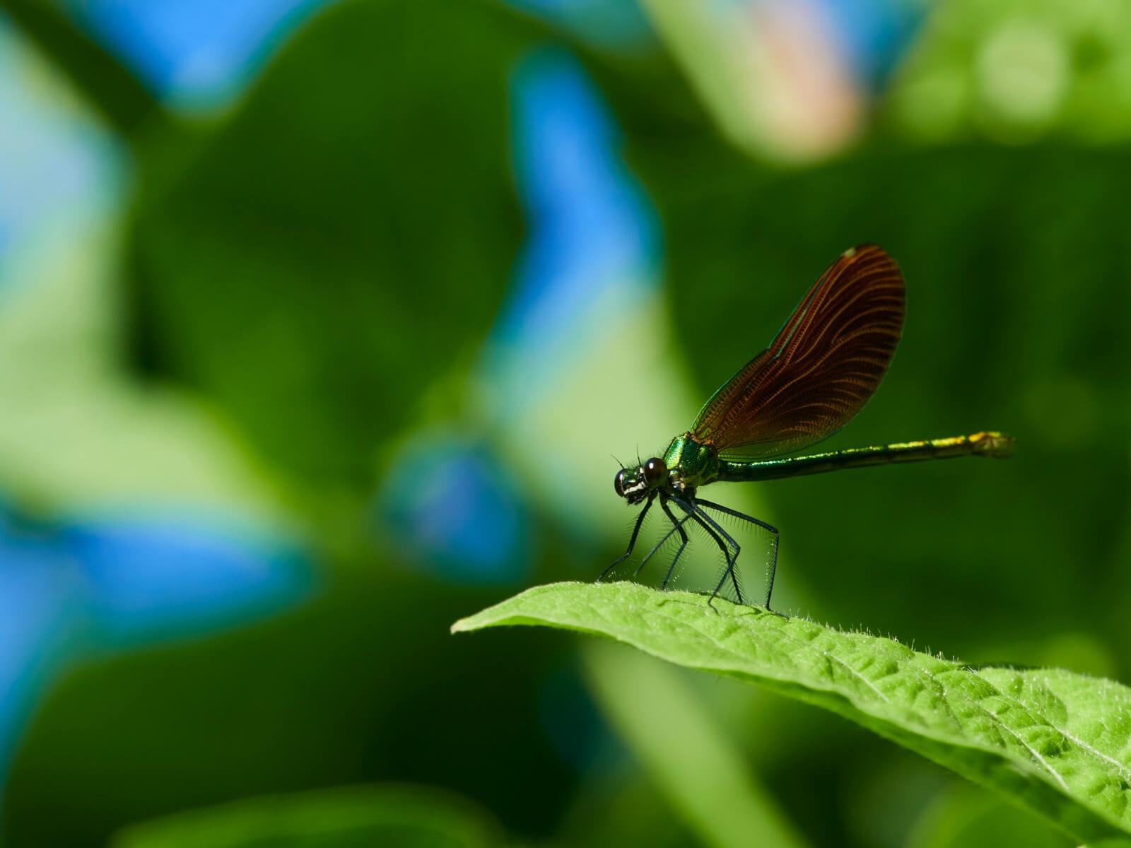 Libelinha Gaiteiro azul